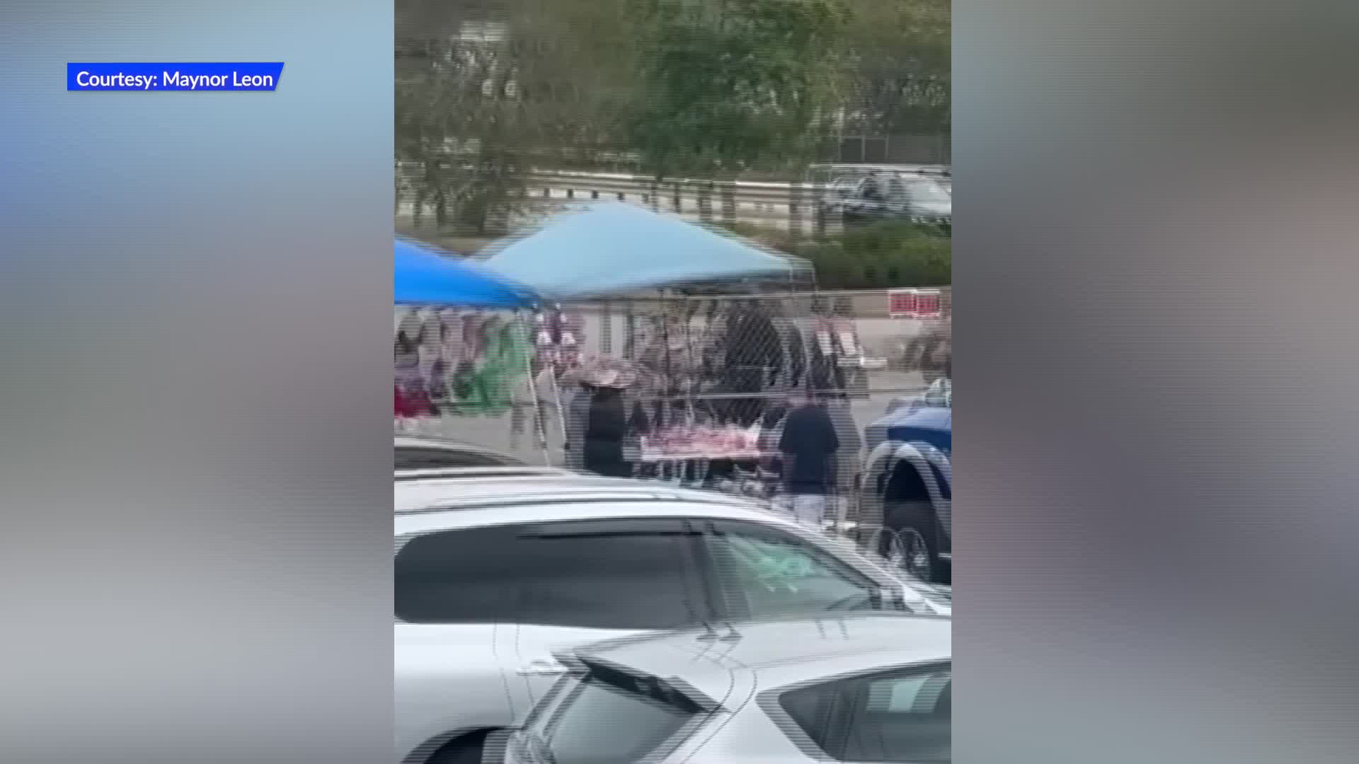 Video Now: Bulls escaping from rodeo at Emerald Square Mall – WPRI.com